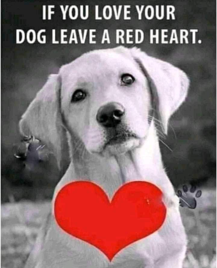 If you love your dog leave a red heart ❤