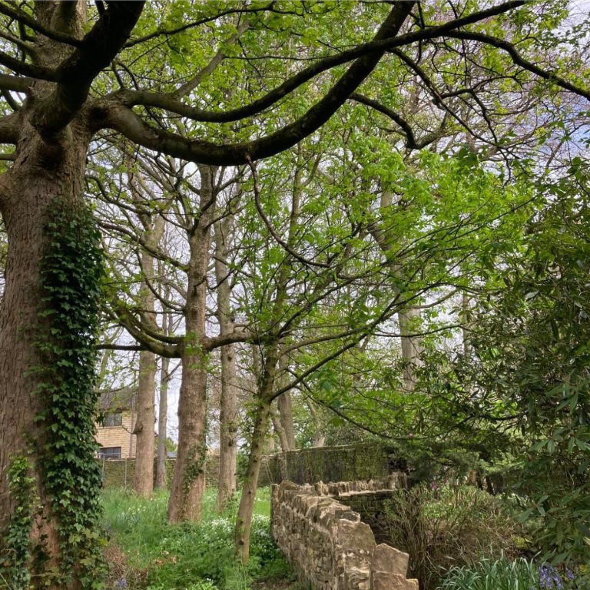 The Woodlands is living up to its name with beautiful natural borders retained for our homeowners to enjoy. The sound of birdsong is special too!
We choose land thoughtfully &amp; are proud of what we've achieved in this stunning conservation area.
#Woodland #Gardens #Trees #Scholes