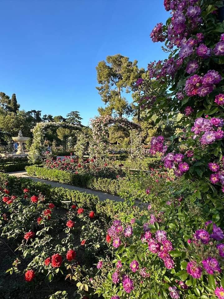 SecretosdeMadri's tweet photo. La Rosaleda del Parque del Retiro luce estos días preciosa 🌹
¡Aprovecha para pasearla!

#madrid https://t.co/wlXPYOddGU