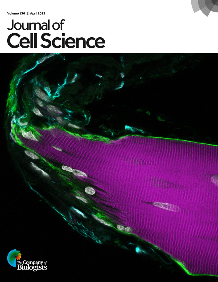 focalplane_jcs's tweet image. It’s #FluorescenceFriday &amp;amp; we are highlighting the latest cover of @J_Cell_Sci. The cover image from @AndersKarlsen19 @AbigailMackey1, et al. shows a human adult muscle fibre, stained for actin (magenta), dystrophin (green), vimentin (cyan) and DNA (grey).
journals.biologists.com/jcs/article/13…