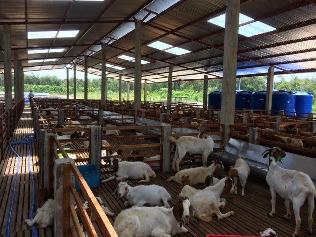 kenaff_farmers's tweet photo. Goat farming is a sustainable solution for rural development. With high-quality meat and nutritious milk, goats offer a sustainable source of income and employment for small-scale farmers. 

Learn how to start a goat farming business from KENAFF FOVL: https://t.co/f6bEguhDr7 https://t.co/umxiynTmXL