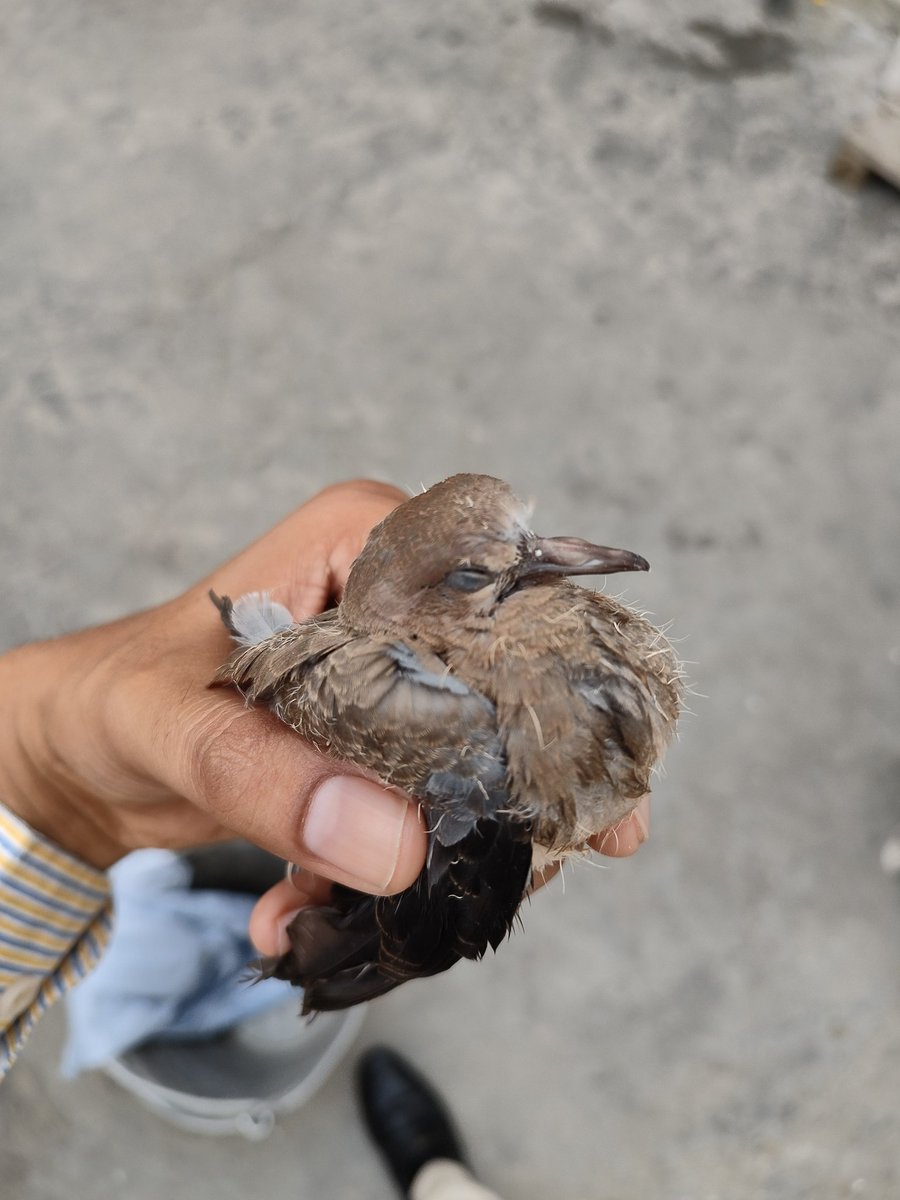 Sachinsethi_'s tweet photo. A baby dove🐦that had fallen out of its nest &amp; was wandering here &amp; there, where a stray animals could have attacked him. Took the baby &amp; handed it to bird specialist bro Shankar Sharma ji for the treatment so that bird could be saved &amp; released later on. #BirdsSeenIn2023 #nature https://t.co/rnQbG3sWg6