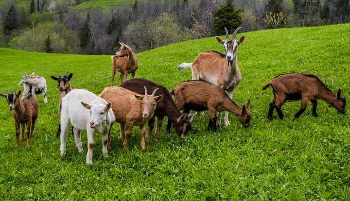 kenaff_farmers's tweet photo. Goat farming is a sustainable solution for rural development. With high-quality meat and nutritious milk, goats offer a sustainable source of income and employment for small-scale farmers. 

Learn how to start a goat farming business from KENAFF FOVL: https://t.co/f6bEguhDr7 https://t.co/umxiynTmXL