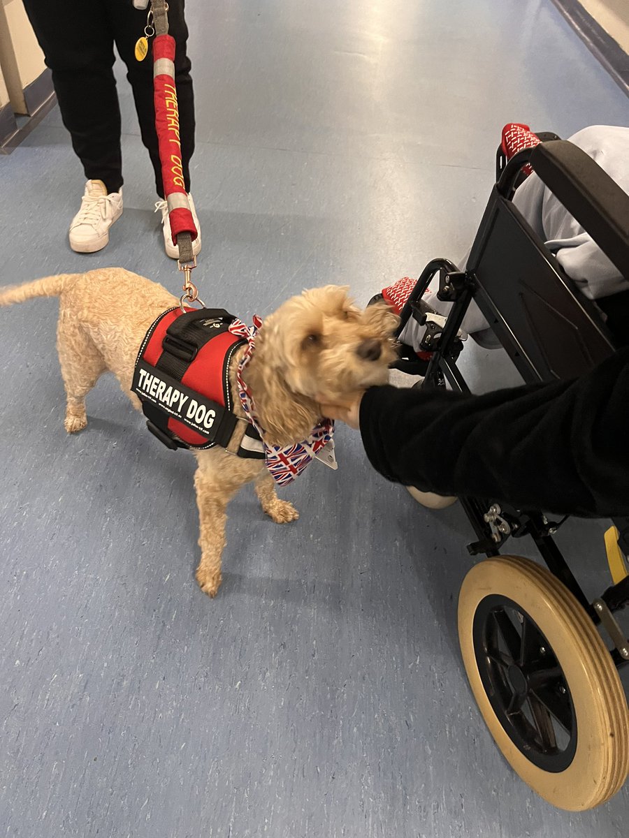 First week on my Cardiothoracics rotation and I came across milo the  therapy dog while taking a patient out for a morning walk 🥰 <a href="/PetsAsTherapyUK/">Pets As Therapy</a> <a href="/RT_UHP/">RT@Plymouth</a> <a href="/UHP_NHS/">University Hospitals Plymouth NHS Trust</a>