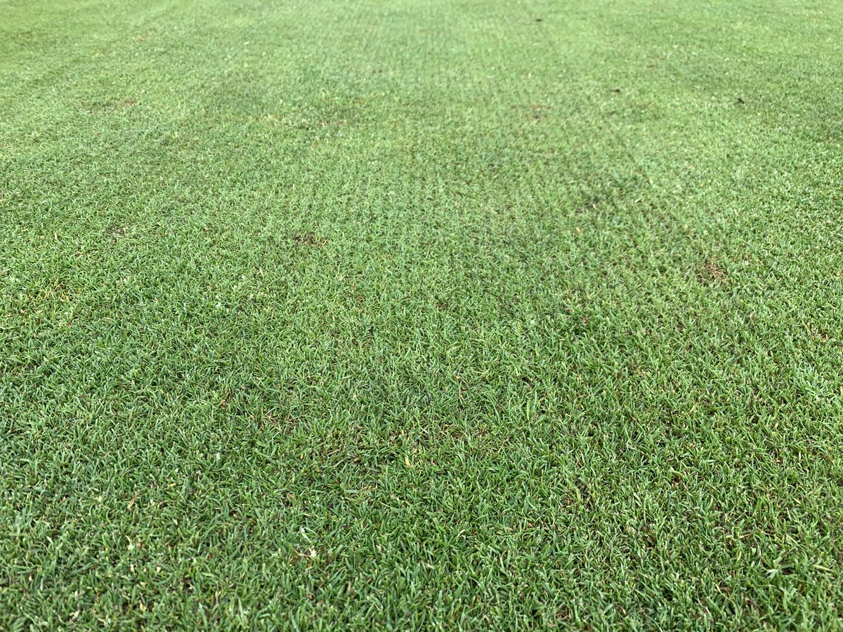 kenston2000's tweet photo. Perfect conditions yesterday to verticut (-4mm), brush, groom, cut and finally sand dress the greens with around 4 tonnes. Growth starting to really kick in now @DentonGolfClub. @terralift Plantmax applied today providing essential amino acids to aid recovery #thatchmanagement https://t.co/C1nq3ikCki