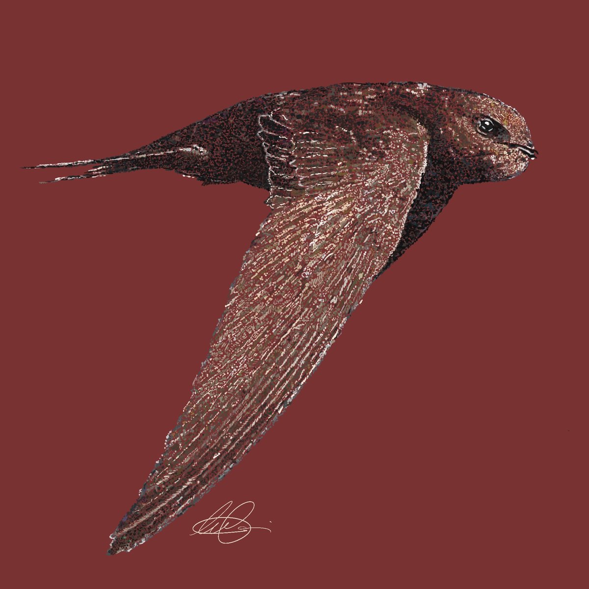 Gabhlán gaoithe - Swift 
A commission I done for a lady who's love for the Swift symbolises the start of Spring in the Liberties. 
The Swift is huge decline in Ireland due lack of suitable nesting sites. <a href="/BirdWatchIE/">BirdWatch Ireland</a> have a downloadable 'Saving Swifts' guide to help us help them.