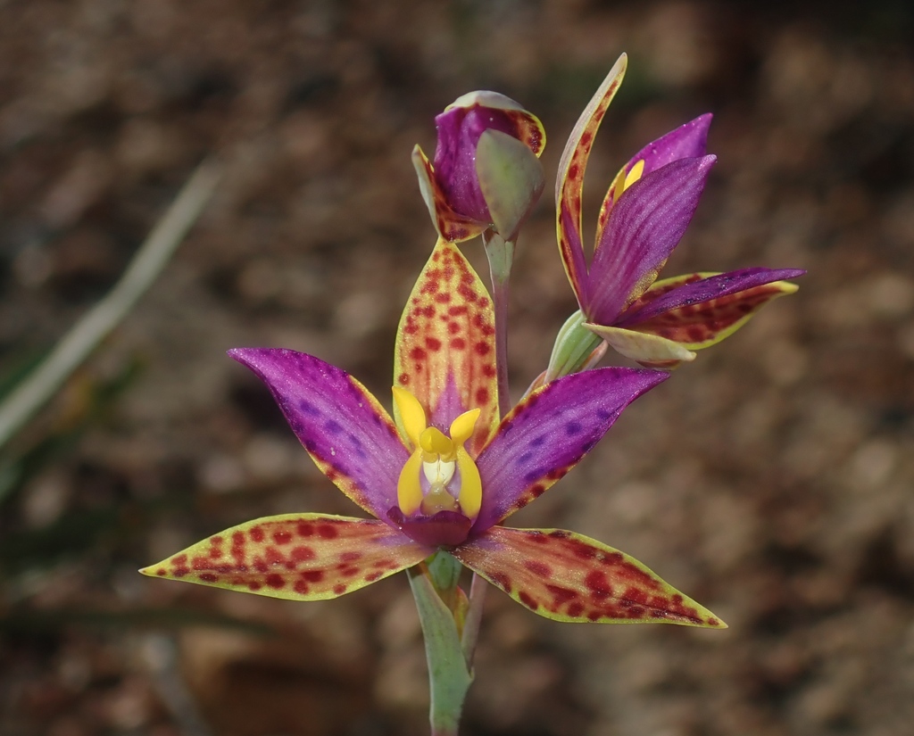 EcolSocAus's tweet image. “Worshipping the Sun” by @thomasmesaglio (#BranchingOut, 2022 #PhotoCompetition)
“The Northern Queen of Sheba (Thelymitra pulcherrima) is a stunning example of a sun orchid; species in this genus usually only open their flowers during warm, sunny weather […]” ⁠#FlowersOnFriday