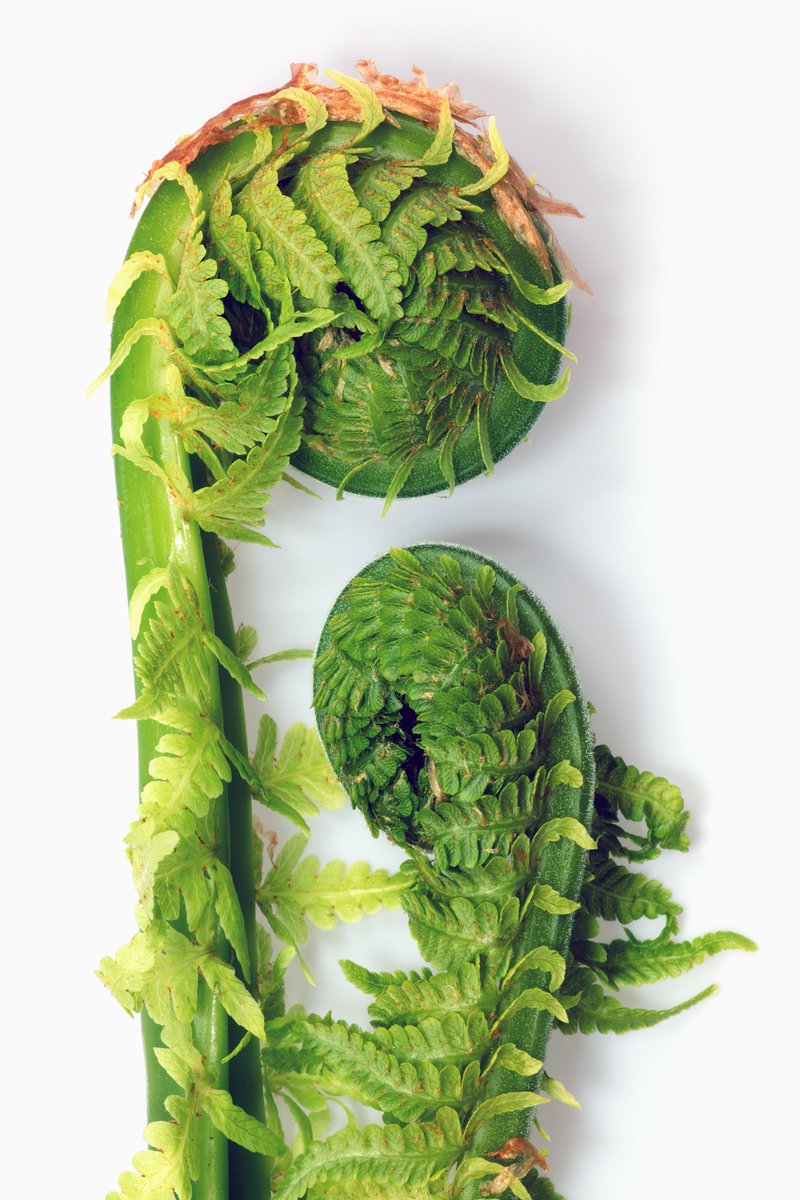 Tipp: Heute 18:00 Uhr eröffnet in der "Alten Wache" bei Schloss Pillnitz die Ausstellung "Mut zur Schönheit". Eine Hommage von ASA-Fotograf Georg Krause an Karl Blossfeldt. Lohnt sich! Heute oder bis 30. Juni.