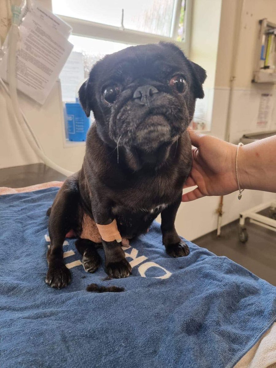 Animal Adoptions UK 🐕‍🦺🐈🐎❤️ tweet media