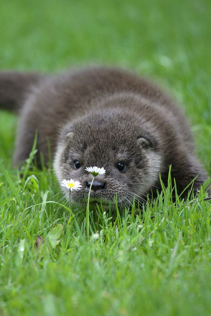 otterhonk's tweet photo. flowers https://t.co/qVZnYV6hrM