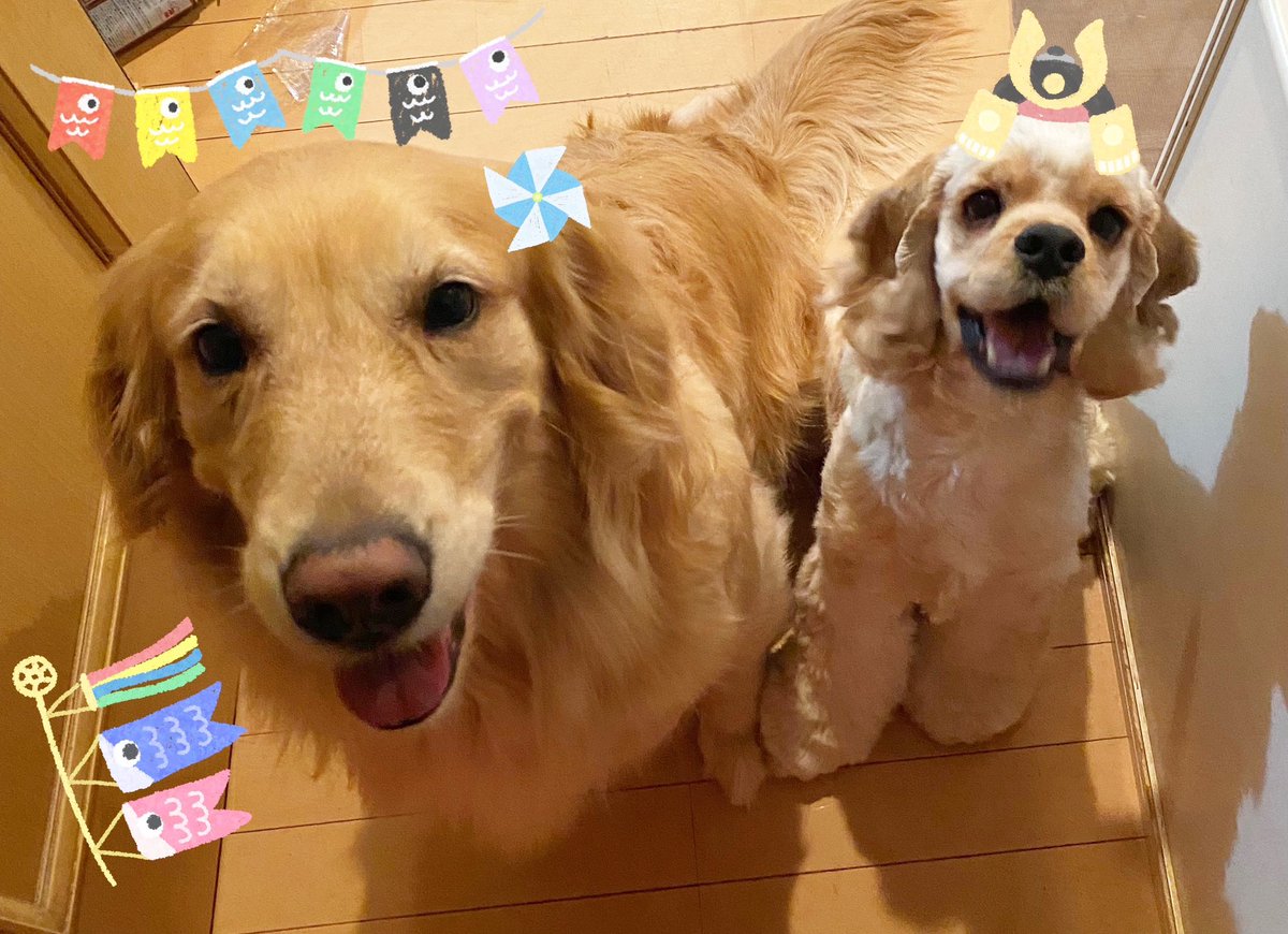 Candy20Little10's tweet photo. 今日はこどもの日なので、相棒たちも記念写真。
顔の大きさが違いすぎる😂
僕も5歳頃の自分と並んでみました😁
#こどもの日　#端午の節句　
#昔の自分　#ゴールデンレトリバー　
#アメリカンコッカー https://t.co/2y4HRBOYZe