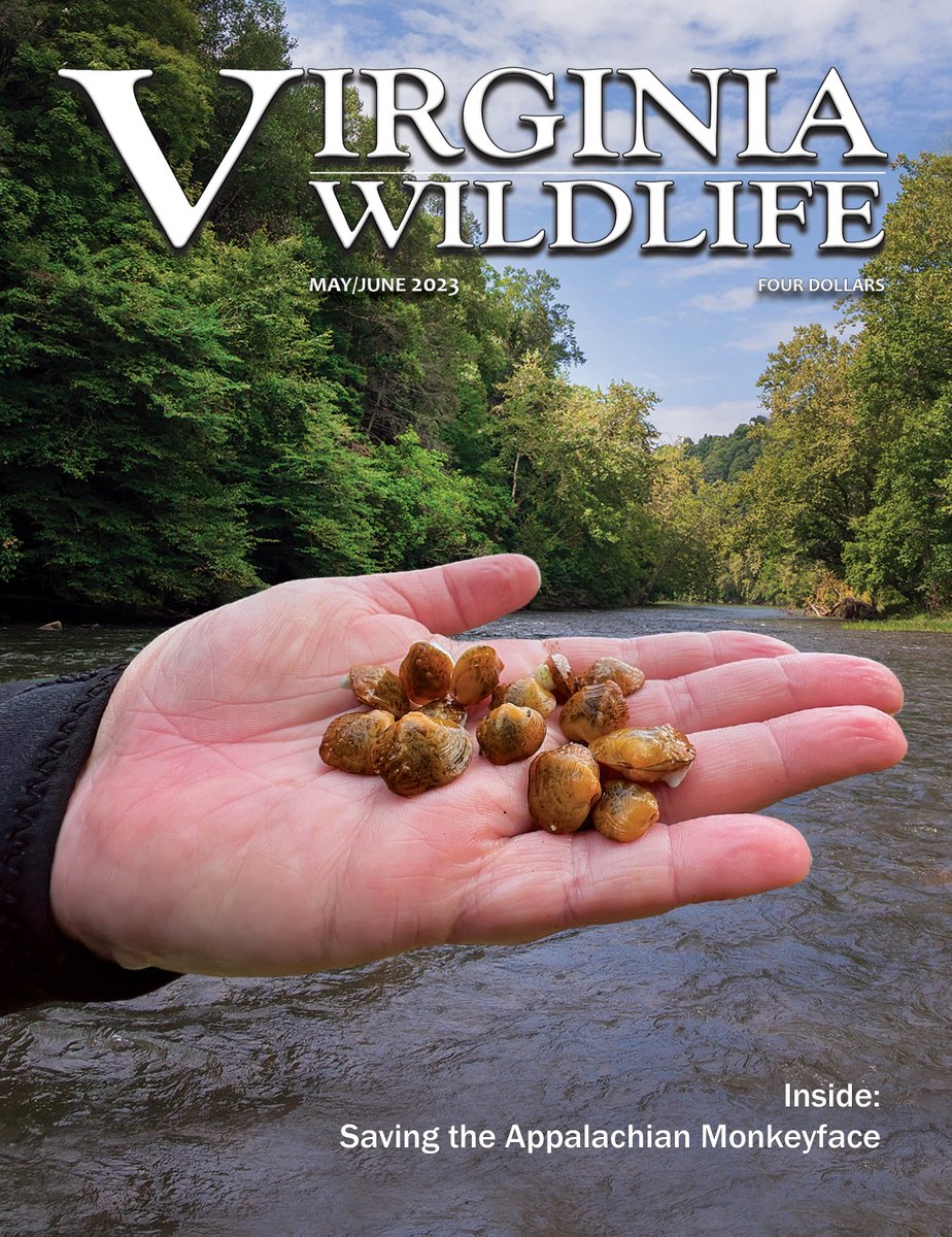 VirginiaDWR's tweet image. When someone says flex your mussels...

The May/June 2023 issue of the Virginia Wildlife Magazine is here! Inside, you'll learn about how DWR's Aquatic Wildlife Conservation Center is working to keep a critically endangered mussel species in Virginia's rivers, &amp;amp; more. Subscribe: