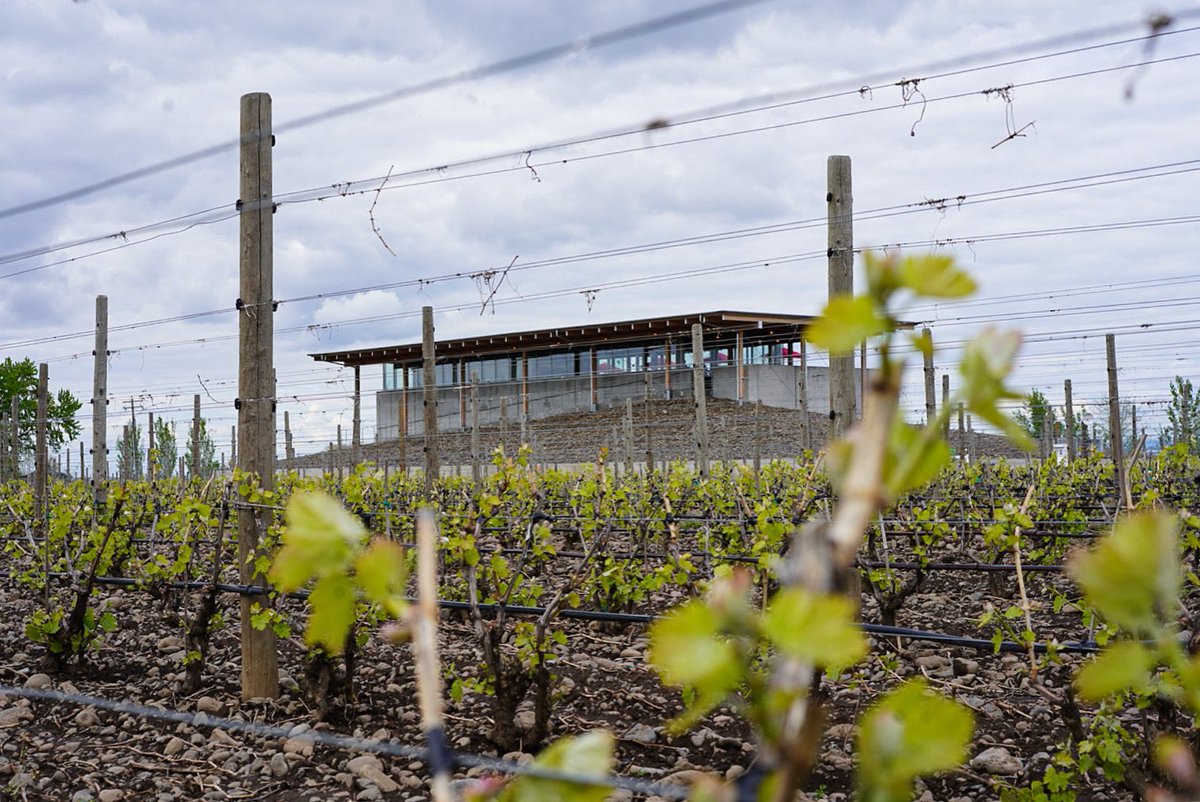 RotieCellars's tweet photo. We are ready for a busy Spring Release Weekend at The Rocks! 🌱🪨 🍷✨ #RotieCellars https://t.co/gAGdUyVZQY