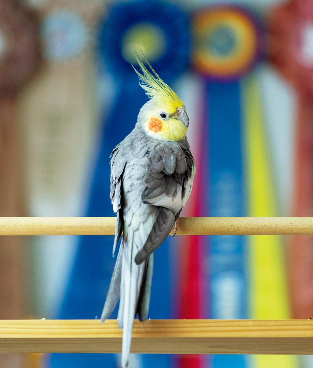 CasaBRUTUS's tweet image. リボンの勲章ロゼットを製作する〈WHYTROPHY〉の一員、オカメインコのルークがお届けします。
今週もお疲れさまでした！
⇒　casabrutus.com/categories/des…