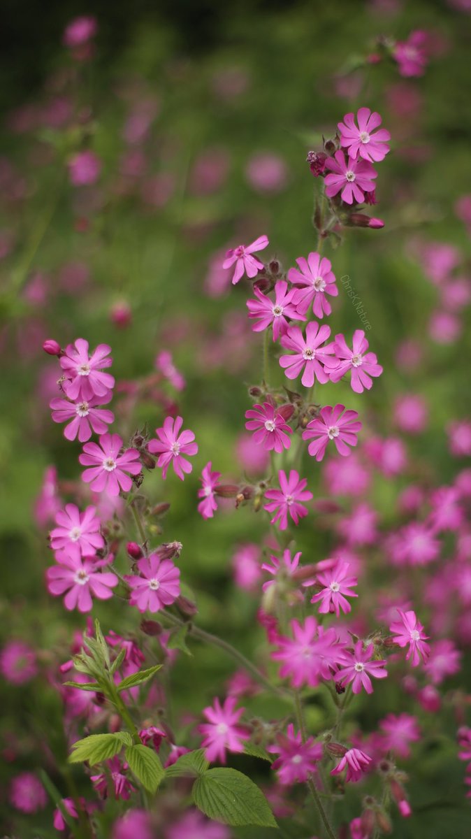 Red Campion
- from last year, May
📷 #Canon6D 50mm
#RedCampion #wildflowers #wildflowerhour #Flowers #nature #NatureBeauty #NaturePhotography #TwitterNaturePhotography #photography