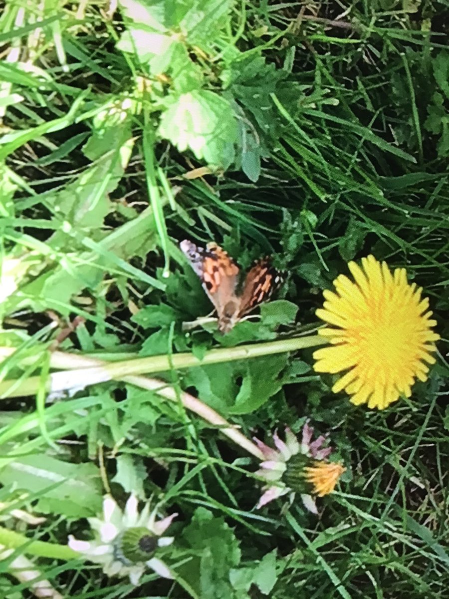 westheathprim's tweet photo. #WHPSScience #WHPSClass7 #WHPSClass8 #WHPSClass9 #WHPSClass10 After several weeks caring for our caterpillars and butterflies, we were able to release them. The children successfully identified them as the Painted Lady species and were excited to see them fly off. https://t.co/Vg1EesWL0K