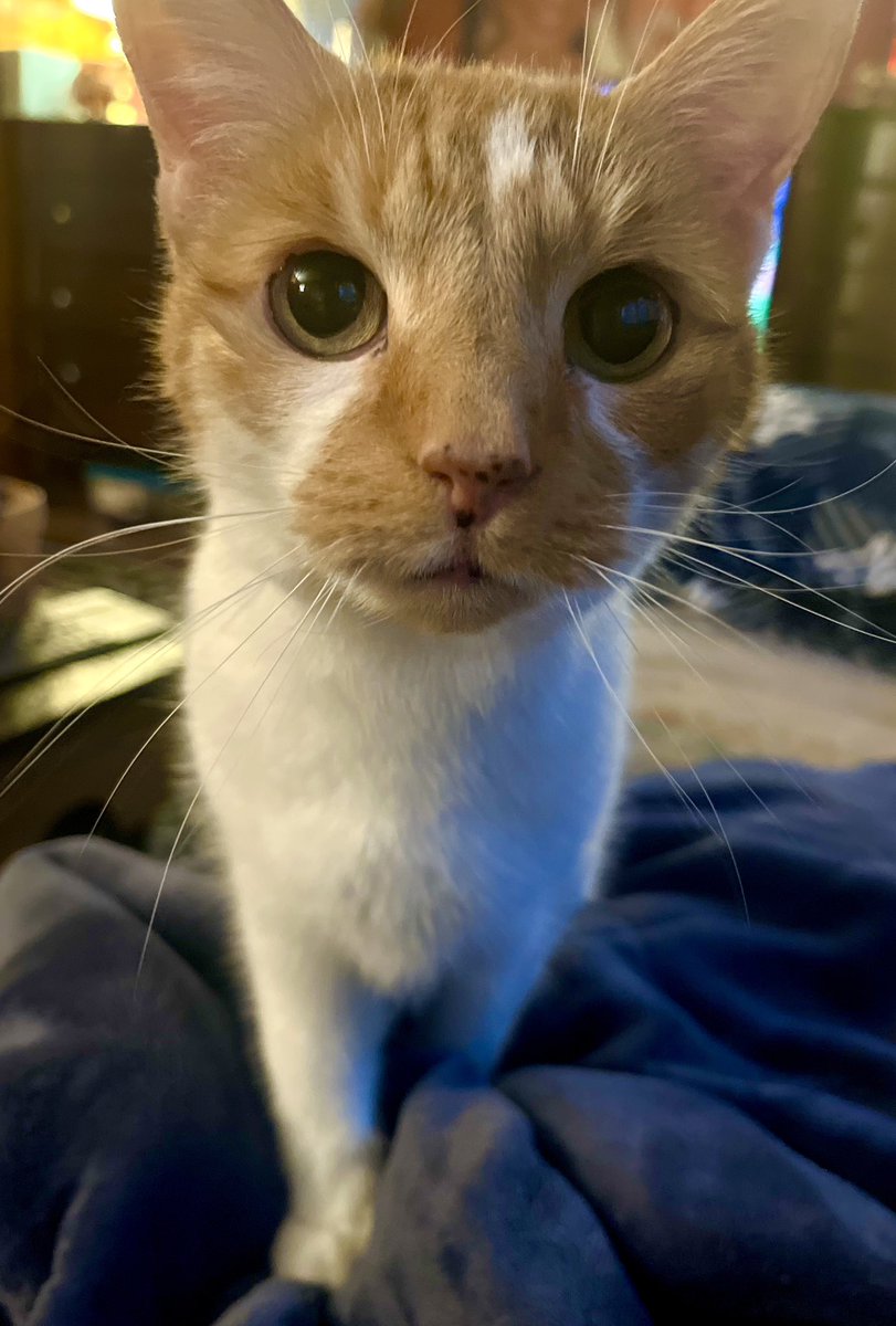 This_is_LH's tweet photo. Mochi, the guardian of #NMSL — you’d never know she’s 14 years old the way she hops up everywhere and zooms around like a kitten! #MochiIsAGoodGirl #TwitterKitty https://t.co/jMepzqvIa8