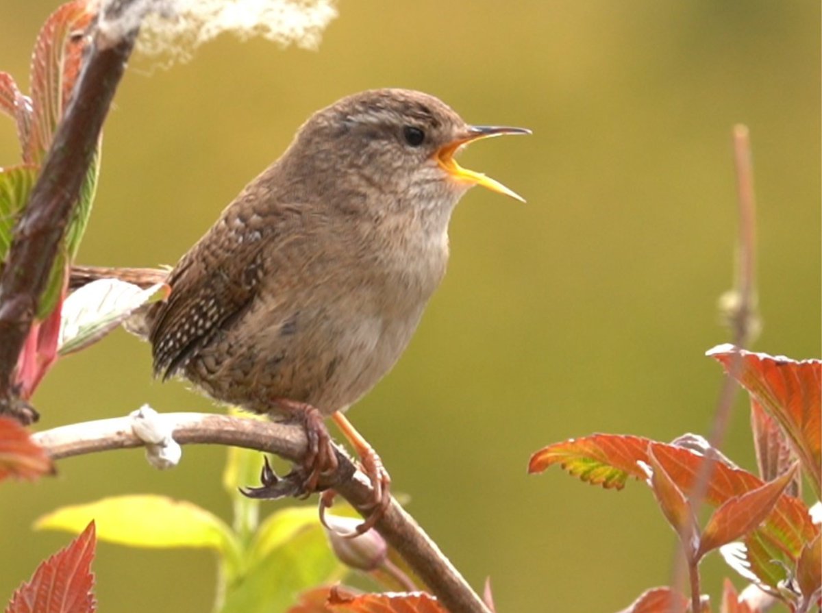 📸Photo of the week 
#wren #birdsong #DawnChorusDay