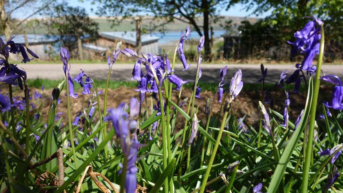 It is that time of year again when our woods  begin to turn a beautiful shade of purple and the scent of bluebells fill the air.

Why not treat yourself to a short break in one of our lodges overlooking the Kyles of Bute?   Couples discount available.