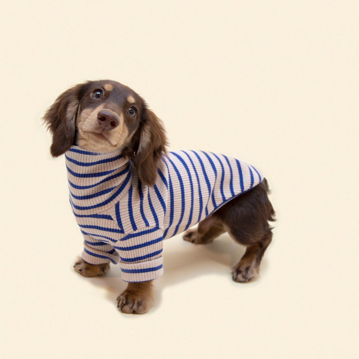 CareCard_'s tweet photo. Ease your furry friend's pain and bring back their tail-wagging joy! 

Check out our blog for more information on keeping your furry friend comfortable. 🔗 https://t.co/bh1gr8uogX https://t.co/USY38FF9hs