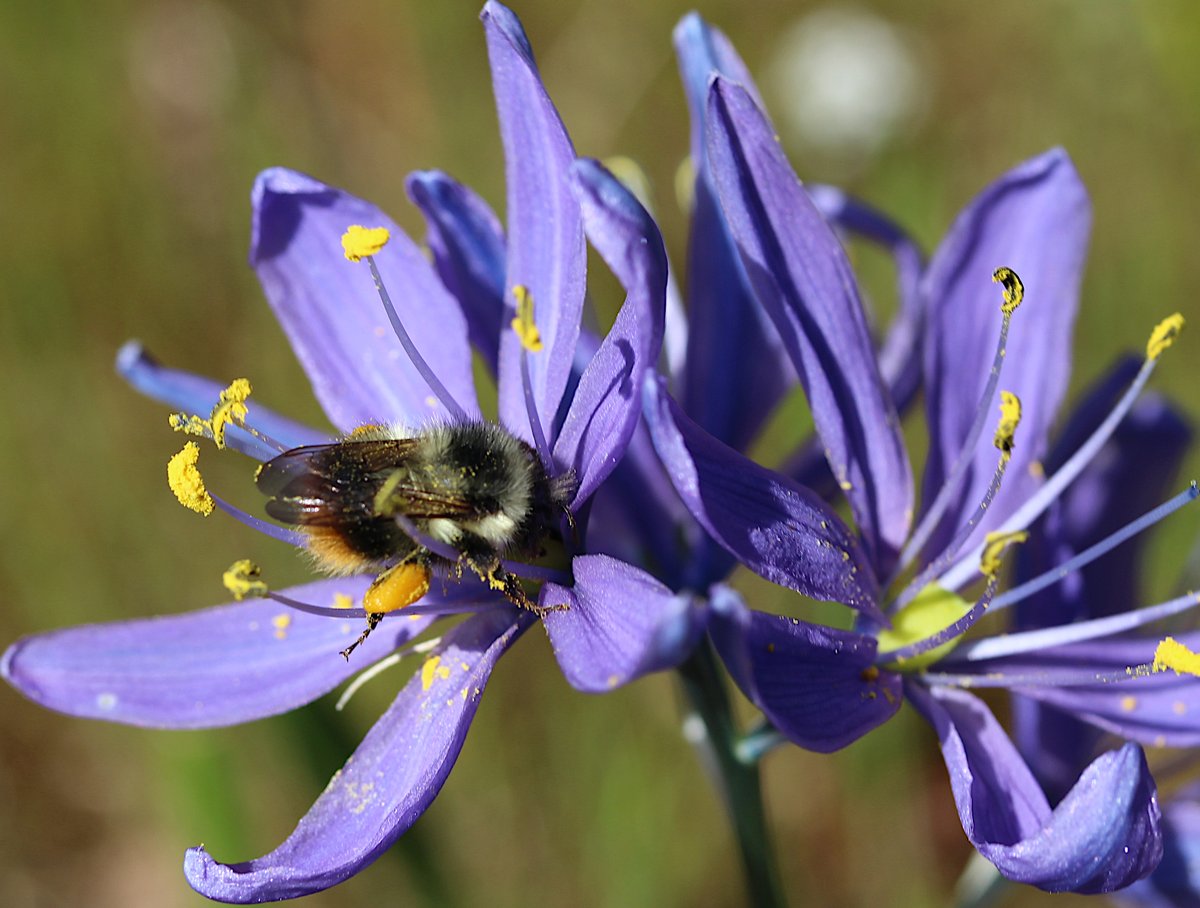 Vancouver Island bumble bee worker on camas. #beaconhillpark #victoriabc