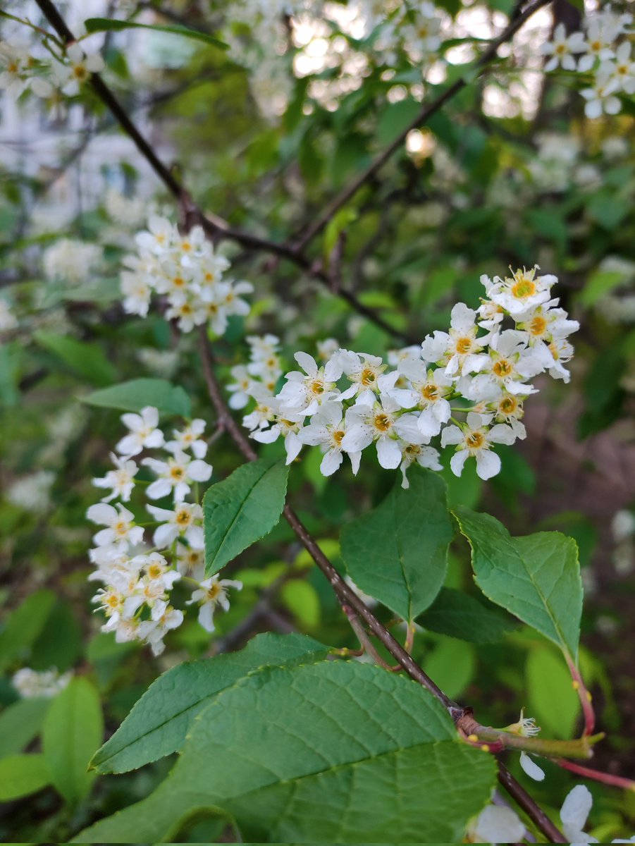 Happy Friday and Weekend. 😊
🍃🤍🌾🤍🍃🤍🌾🤍🍃 
#HappyFriday
#HappyWeekend
#SpringBlooming 
#MyPhoto