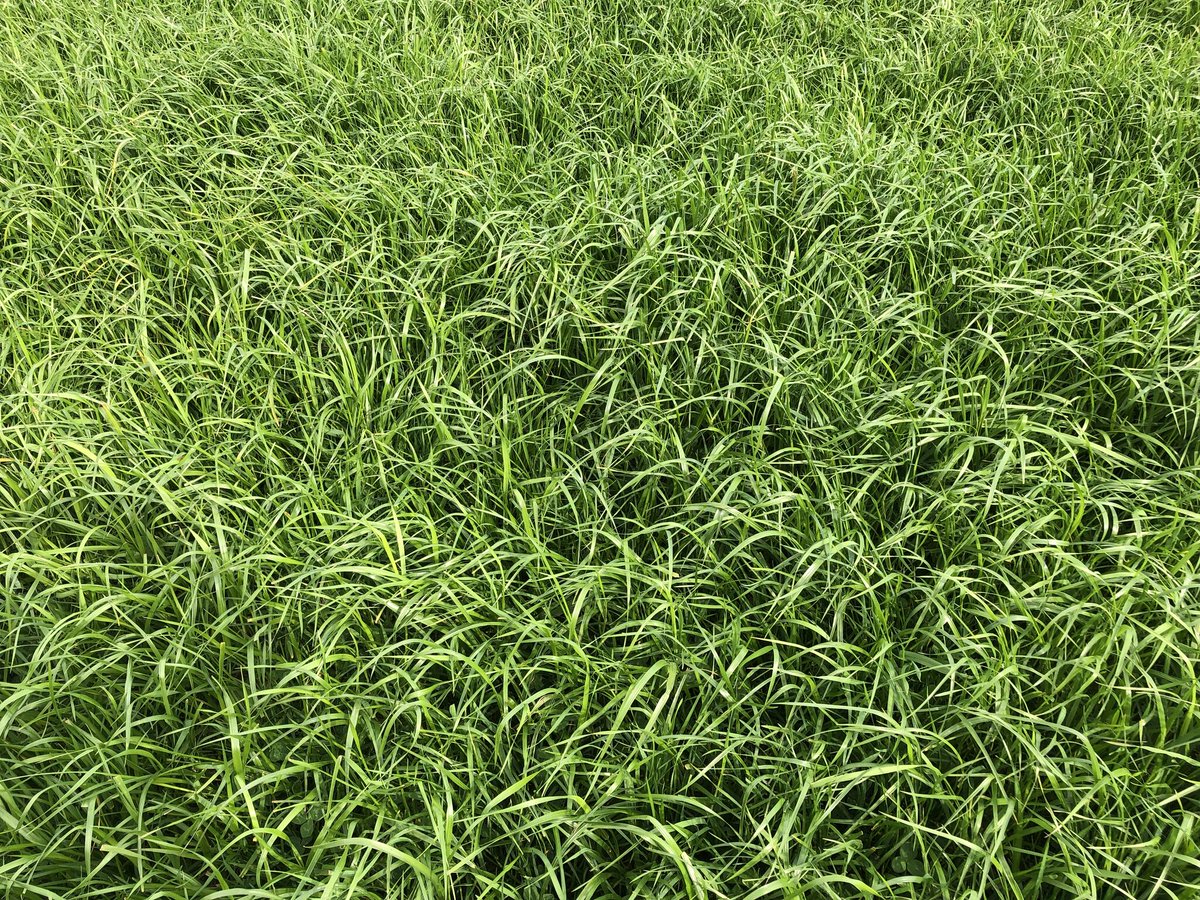 LGSeedsUK tweet media