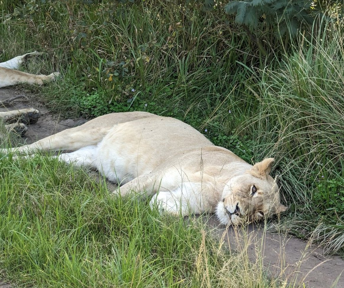 hotspots2c's tweet image. Thanks for #tour2cchange &quot;...amazing tour. It was the first time for my brother and mother to be in South Africa... Everything was planned quite well and we had a lot of fun during this trip. ...our guide named TK was the best guide!&quot; - 5-star TripAdvisor review by @ nin736