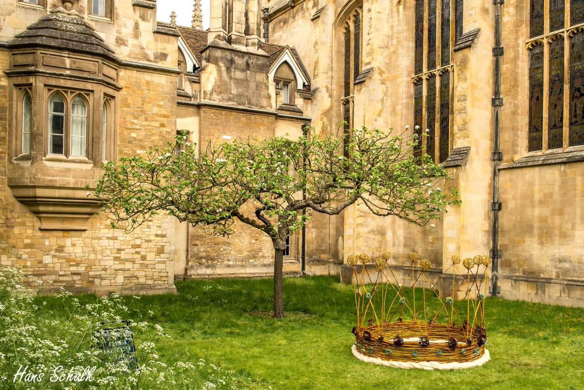 Wild Crown and Newton's Apple Tree at @TrinCollCam  - Cambridge #Coronation #trinitycollege #cambridge #visitcambridge #cambridgeuniversity #universityofcambridge #crown