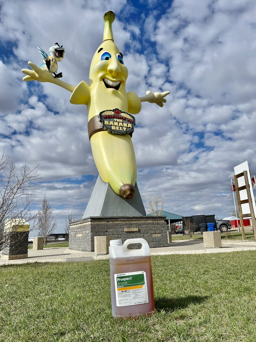 It’s starting to warm up in the Banana Belt! Make sure you have your pre-seed plans in place! Use Prospect in front of Canola, Flax and now CORN! <a href="/CortevaCA/">Corteva Canada</a>