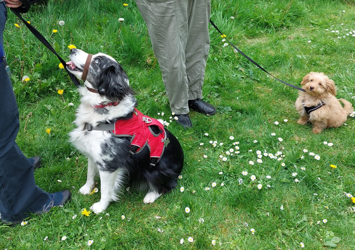 shrillrigs's tweet photo. @DylanOfDelfan and Bella had their first meeting today.
@libertypup https://t.co/3r70KoYhYa