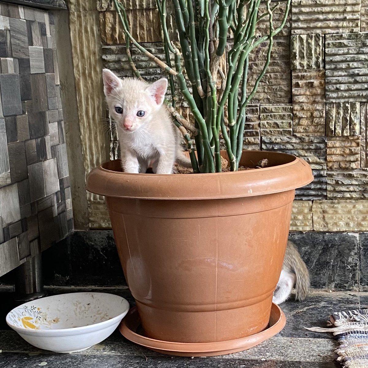 geethu__'s tweet photo. cho smol 🥲 https://t.co/PoaEWpmAwK
