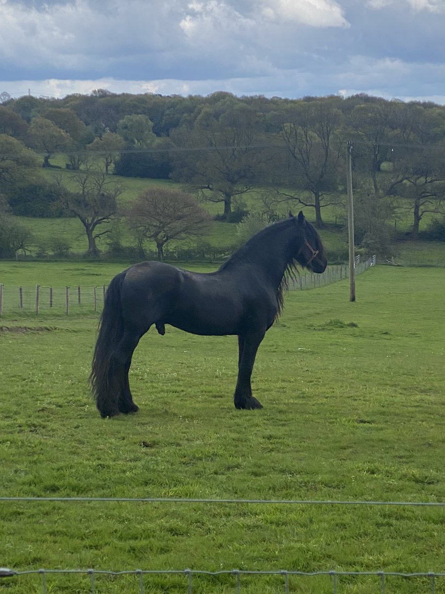 BougheyDeborah's tweet photo. So excited to visit @sceap one of our Community grant recipients, and meeting their therapy herd! Can’t wait for our young people to benefit from their equine therapy @sarahnewts @BexStubbs @CombinedNHS @Comb_Transform https://t.co/Ldv54qI1Fw