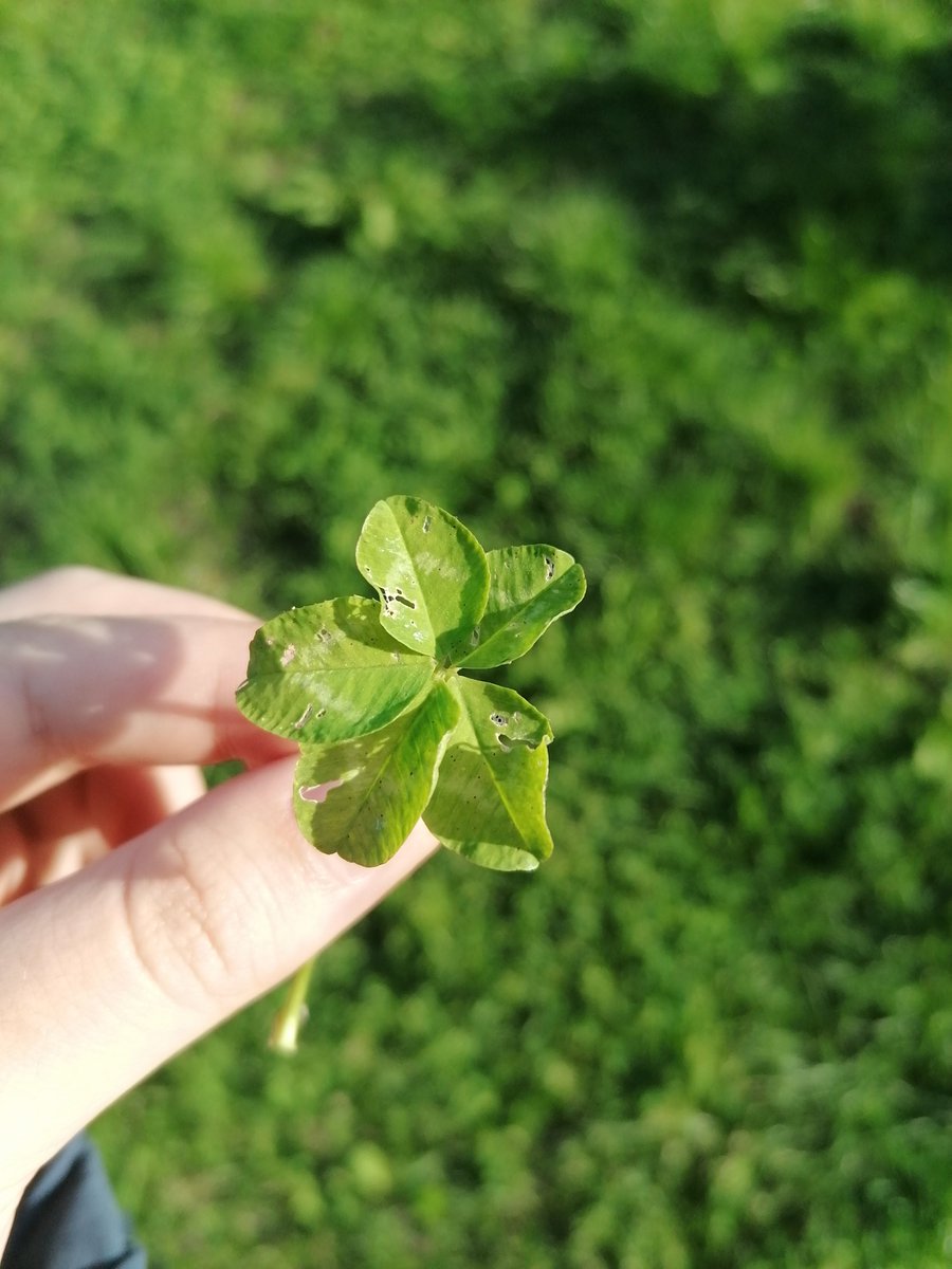 mitana-on-twitter-i-found-the-5-leaf-clover-hnghgh