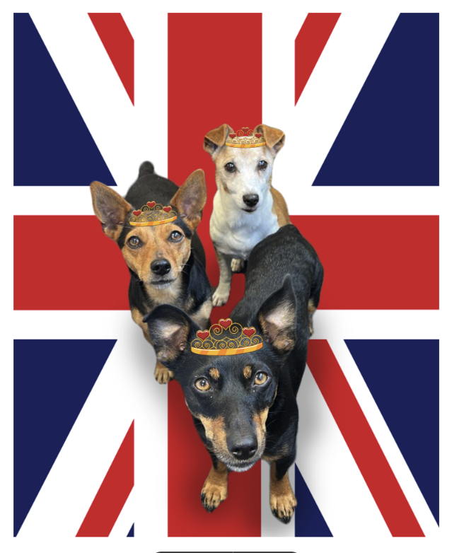 It looks like our queens are Coronation-ready!

Whatever you're doing with your extra Bank Holiday, we hope you have a great one. 

We close at 5pm today and will be open again on Tuesday at 8.30am.

#dogsoftheday #coronation2023 #dogslife