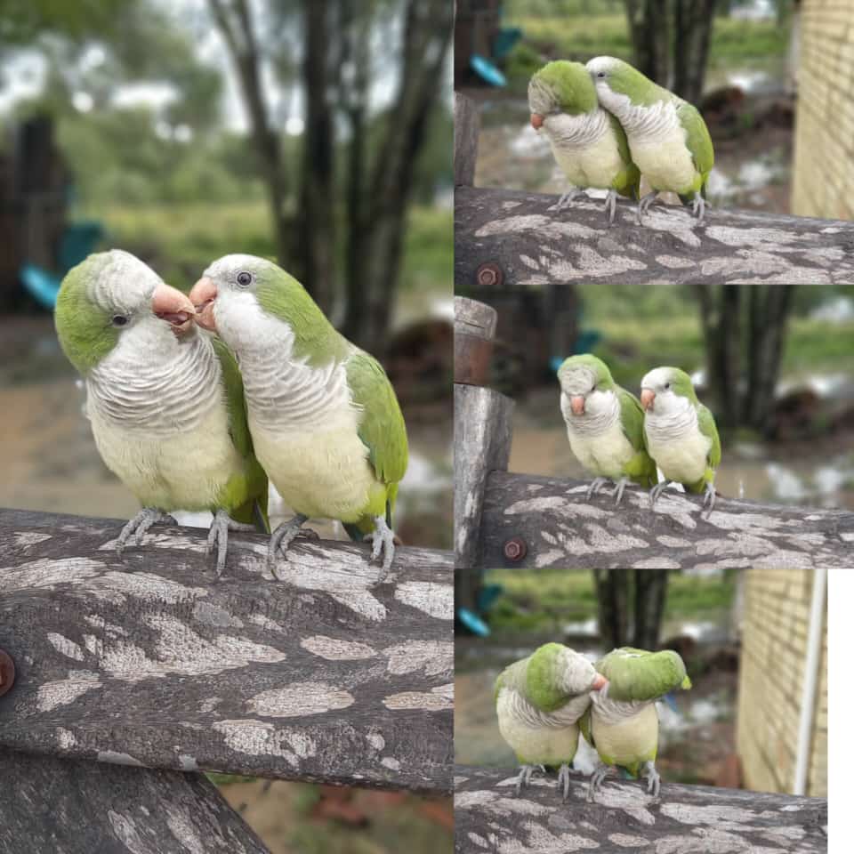 AnnyRomeros's tweet photo. Un dia normal en el alto chaco 🍃💚 https://t.co/Ofh0m8azFZ