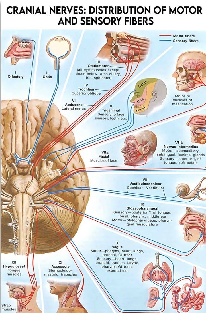 chrost_hugo's tweet image. Great overview of the cranial nerves distribution of motor and sensory fibers.

Source: Duahua.co

#MedTwitter