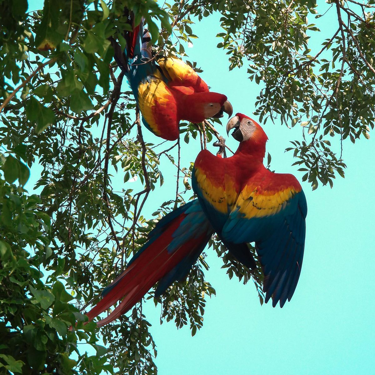 Macaws are awesome 🦜😁 #parrots #jungle #wildlife 
Credits - Instagram: sabrinaresu