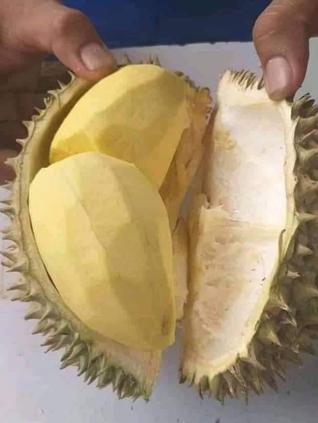 ซื้อทุเรียuมาจากน้องจ๋อง อร่อย เนื้อแน่นมากค่ะ