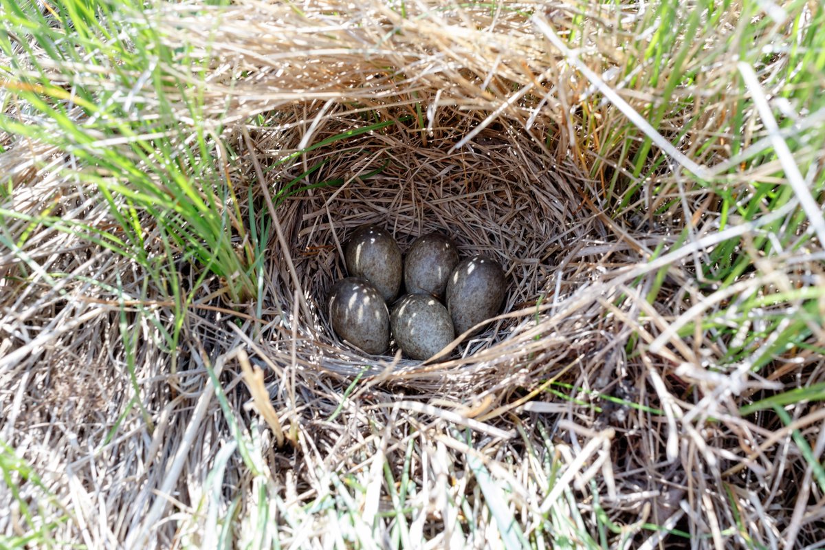 Bannau Brycheiniog (Brecon Beacons) National Park tweet media