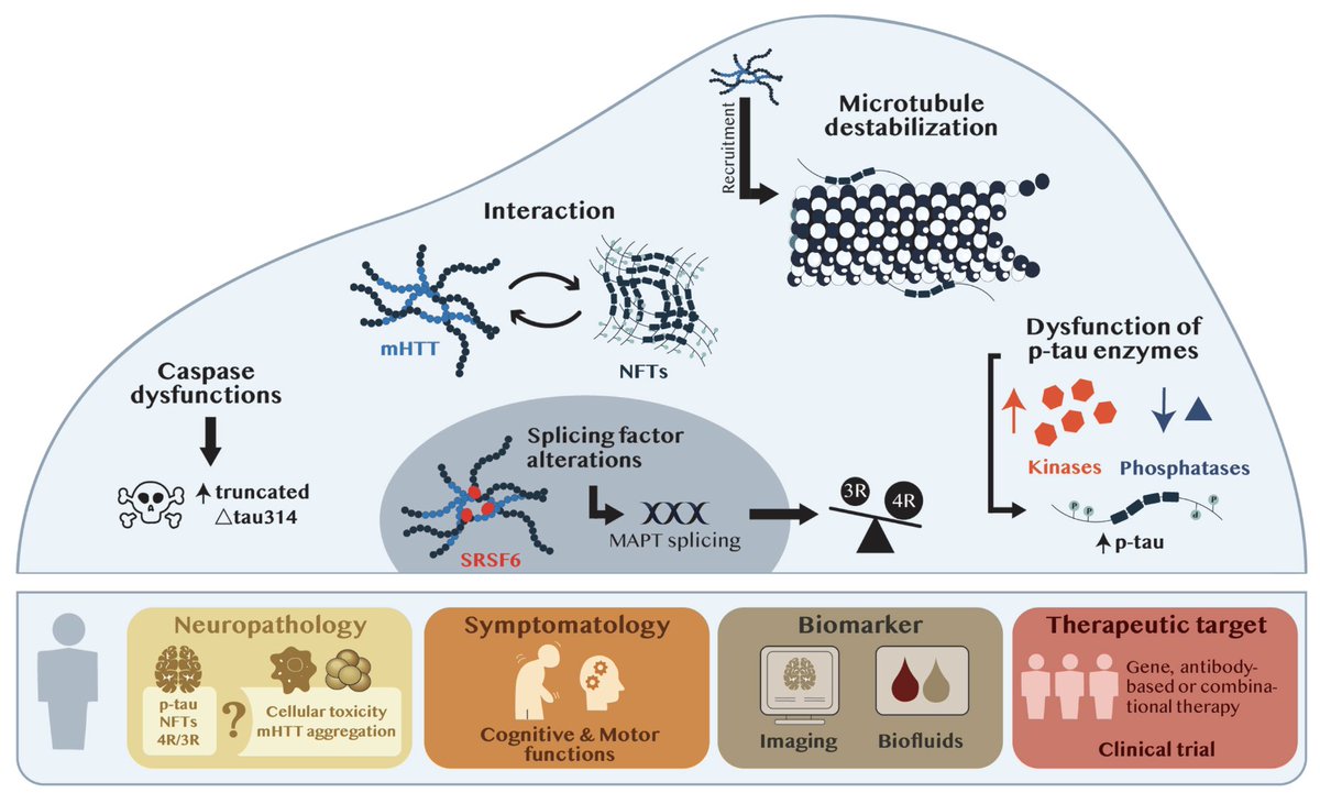 journal_hd's tweet photo. Read the supporting and opposing arguments for the role of Tau in HD: this issue kicks off with back to back reviews by researchers at @TheFlorey @UniMelb and at @crchuqc @universitelaval

https://t.co/qaTOQGuPSX

#Huntingtonsdisease #HDResearch #JournalHD https://t.co/dasDjKadKW