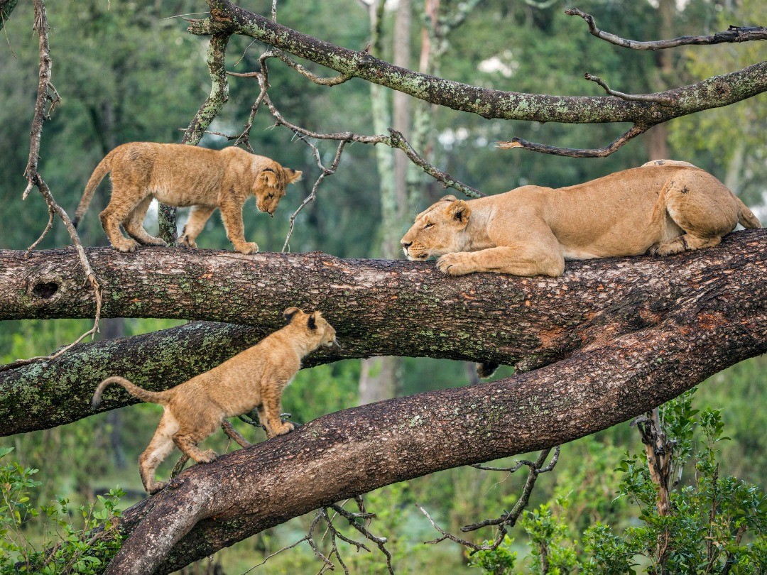 Mother and her children resting while the "King of the Jungle" 👑🦁ventures out! #lions #jungle #Africa 
Credits - Instagram: nitopa_african_adventures