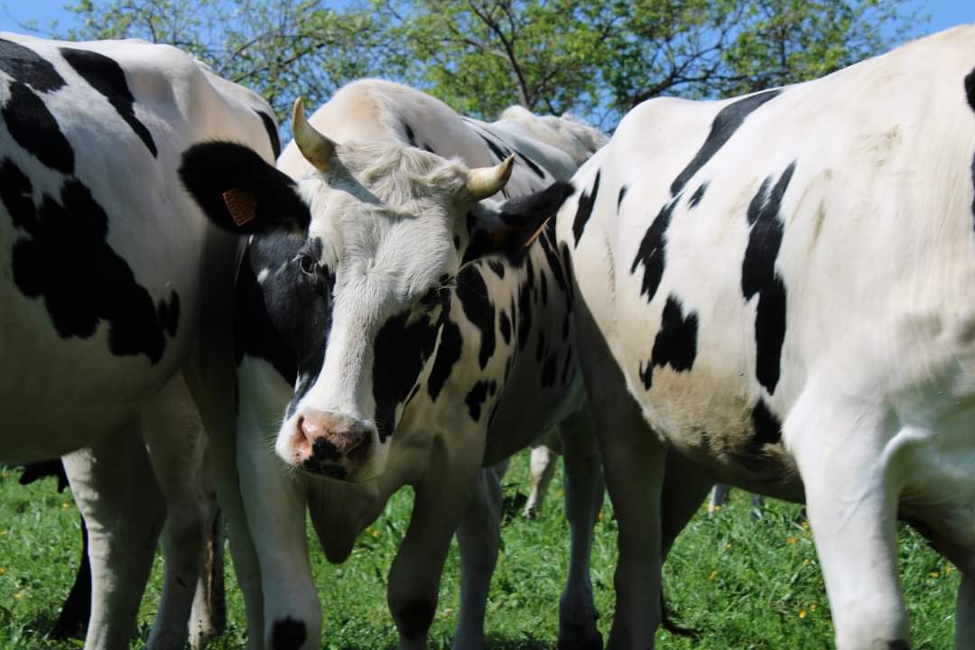 xanceda's tweet photo. Cando queres meterte, sexa como sexa, na primeira fila do concerto (ou do pastoreo!)😂🐮#360diasdepastoreo #vacasmuUuyfelices https://t.co/xqtXoocMbf