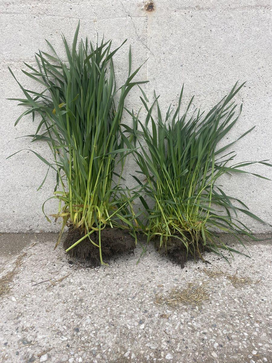 XTR vs common triticale seed. Thanks to the growers who agreed to spend the extra $ on seed and take off plots. Excited to see these results!