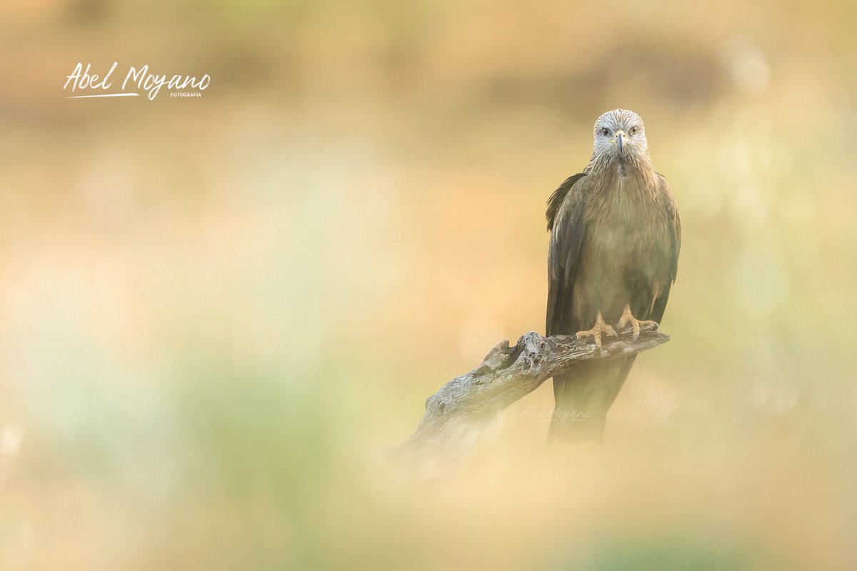 AMoyanoPrieto's tweet photo. Milano negro (milvus migrans)
#wildlife_photography #Alía #naturephotography  #aves #birds #geoparquevilluercasiboresjara #birdwatching  #Extremadura 
#blackkite https://t.co/M9cu6K3RKb