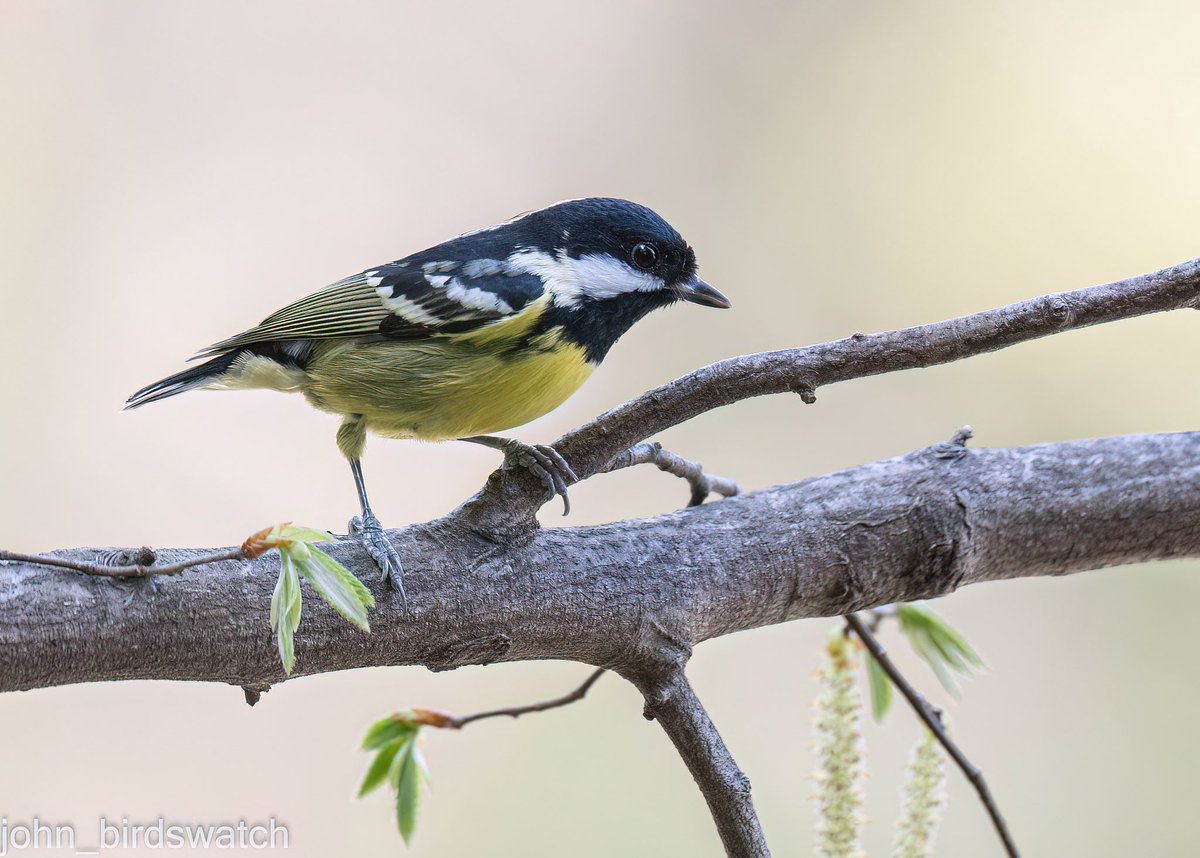 john_birdswatch's tweet photo. キバラガラ(東京都 23.03)
#birdwatching #キバラガラ https://t.co/9HNJR0PQVh