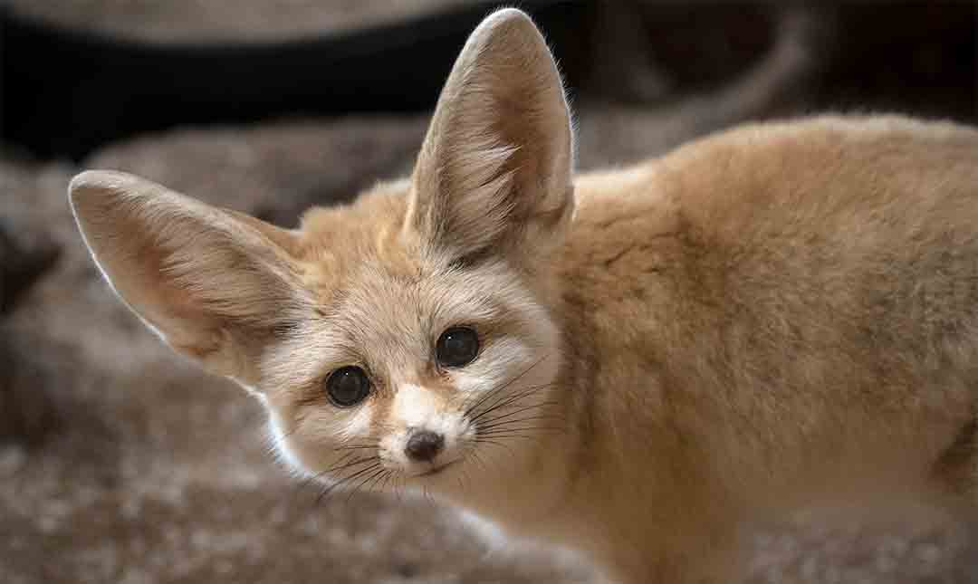 sarabahrehmand1's tweet photo. How beautiful the sand fox is 😻
#fox #sandfox #cute https://t.co/auLQotwHQ3