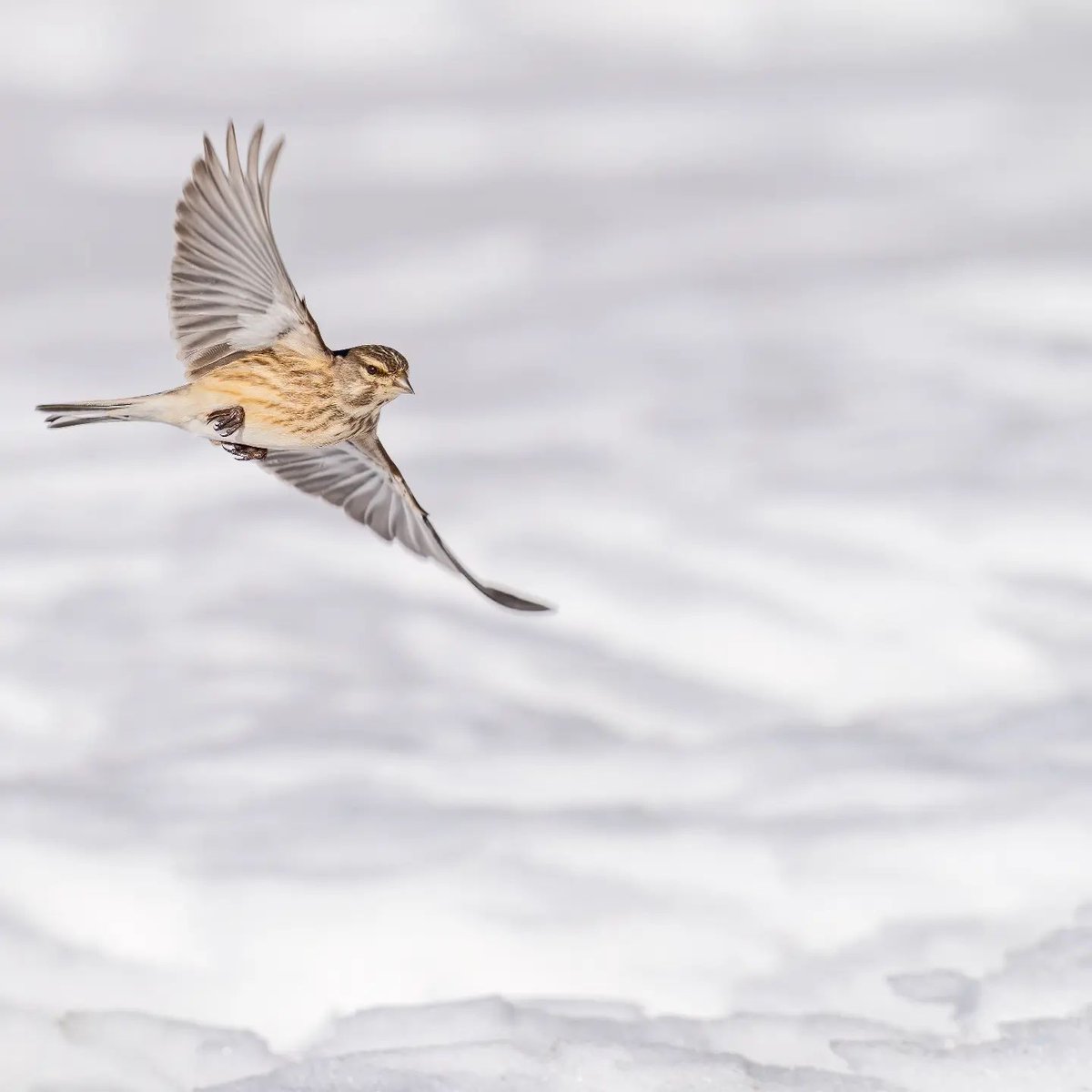 Good Hump-day! Is this a swift?, please comment below if I am correct. #birds #wildlife #animals 
Credit - Instagram: monfrino_mario_wildphoto