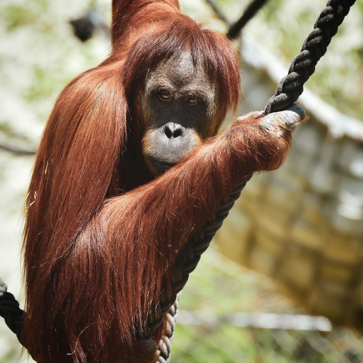 Good Morning, and Happy Thursday. I hope you guys can enjoy this photo I found 👍 #orangutan #Indonesia #jungle 
Credits - Instagram: wildlifeofplanetearth