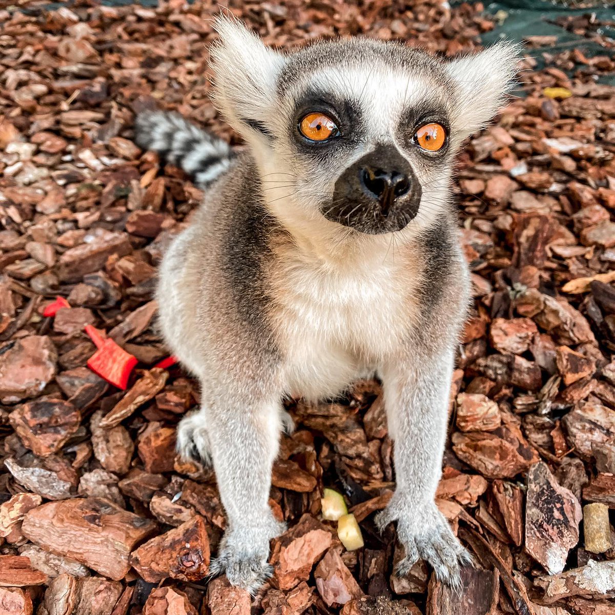 Lemur of Madagascar. 😴 Goodnight everyone and thank the artist who took this too ❤️ #lemur #Madagascar #africa 
Credit - Instagram: sabrinaresu